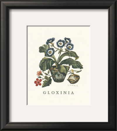 Gloxinia by Victoria Morland Pricing Limited Edition Print image