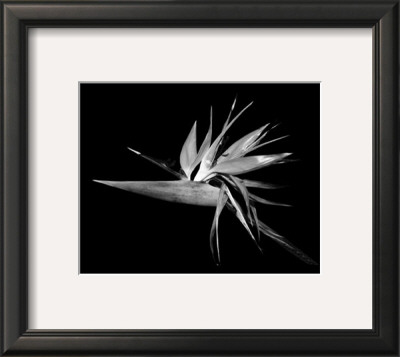 Bird Of Paradise by Harold Silverman Pricing Limited Edition Print image