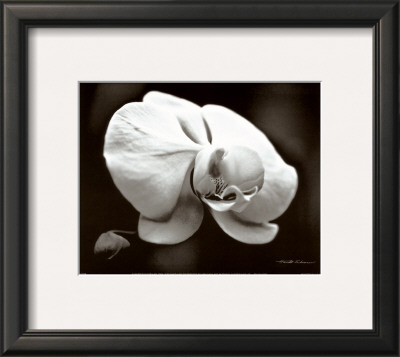 White Orchid by Harold Silverman Pricing Limited Edition Print image