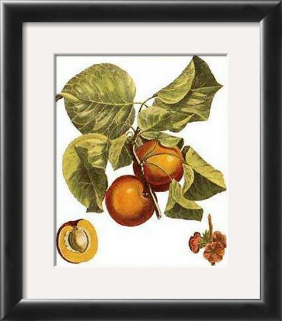 Apricots by Henri Du Monceau Pricing Limited Edition Print image
