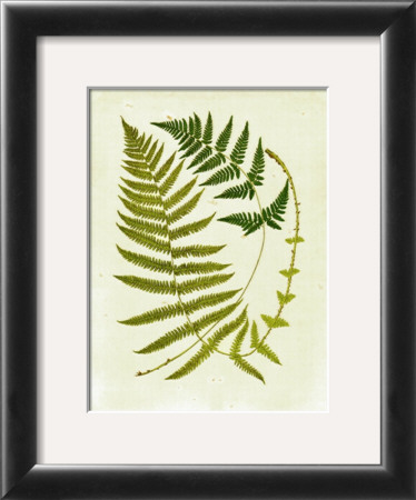 Fern With Crackle Mat Iii by Samuel Curtis Pricing Limited Edition Print image
