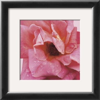 Salmon Rose by Prades Fabregat Pricing Limited Edition Print image