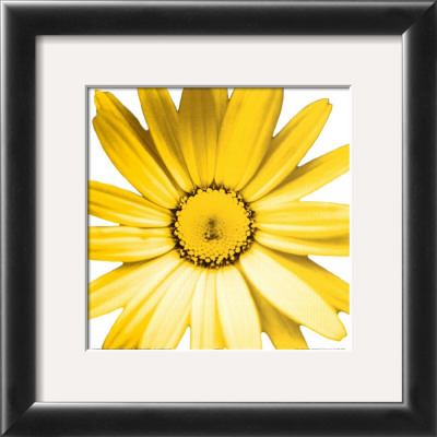 Yellow Daisy by Prades Fabregat Pricing Limited Edition Print image