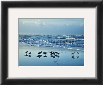 Fedding Gulls by Jeff Kauck Pricing Limited Edition Print image