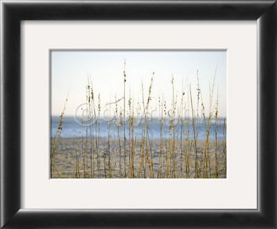 Coastal Grasses by Jeff Kauck Pricing Limited Edition Print image
