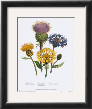 Centaurea Montana by Jane W. Loudon Pricing Limited Edition Print image