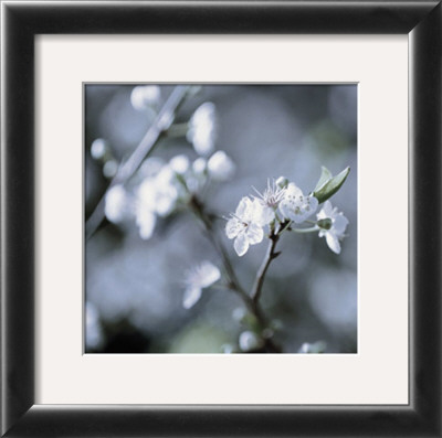 Cherry Blossoms Ii by Heather Johnston Pricing Limited Edition Print image