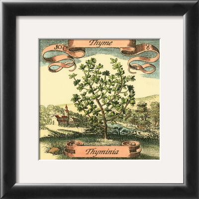 Thyme by Theodor De Bry Pricing Limited Edition Print image