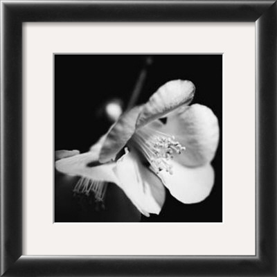 Quince Blossoms Ii by Renee Stramel Pricing Limited Edition Print image