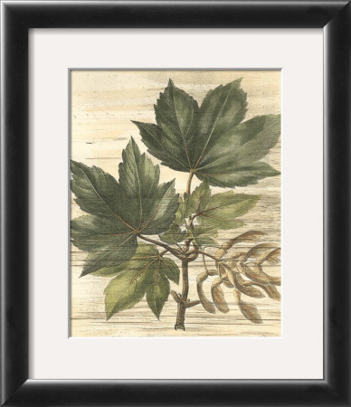 Weathered Maple Leaves Ii by Gerard Paul Deshayes Pricing Limited Edition Print image