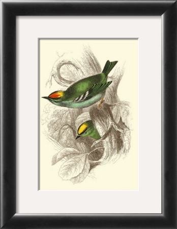 Fire-Crowned And Common Goldcrest by Sir William Jardine Pricing Limited Edition Print image