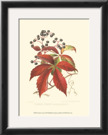Virginian Creeper by Sprague Pricing Limited Edition Print image