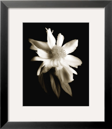 Portrait In White Ii by John Rehner Pricing Limited Edition Print image