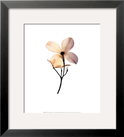 Dogwood Ii by Steven N. Meyers Pricing Limited Edition Print image
