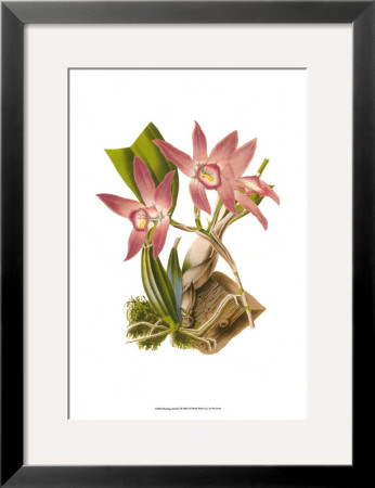 Blushing Orchids I by Van Houtt Pricing Limited Edition Print image