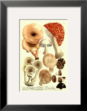 Mushrooms I by Johann Wilhelm Weinmann Pricing Limited Edition Print image