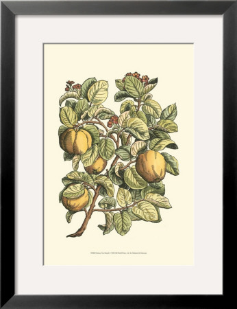 Quince Tree Branch by Henri Du Monceau Pricing Limited Edition Print image