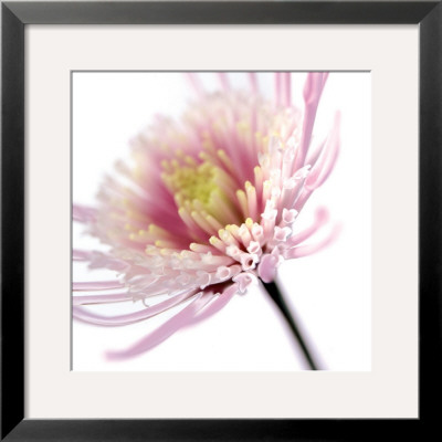 Pink Flower by Ian Winstanley Pricing Limited Edition Print image