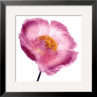 Pink Poppy by Ian Winstanley Pricing Limited Edition Print image