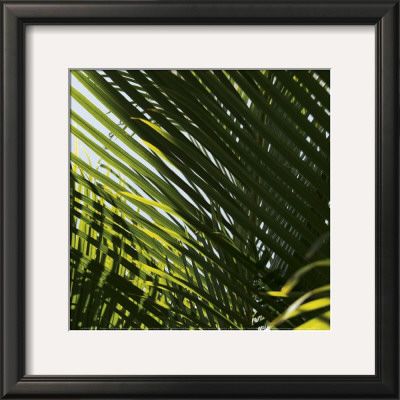 Palm Trees, Dominican Republic, Punta Cana by Lisa Engelbrecht Pricing Limited Edition Print image