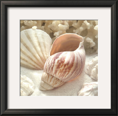 Coral Shell Ii by Donna Geissler Pricing Limited Edition Print image
