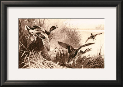 Ducks by Archibald Thorburn Pricing Limited Edition Print image