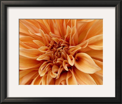 Graphic Dahlia I by Rachel Perry Pricing Limited Edition Print image