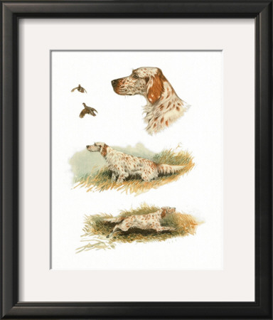 English Setter by Rial Pricing Limited Edition Print image