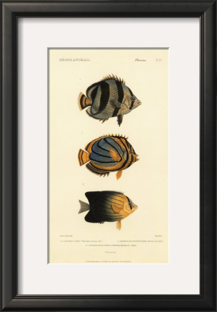 Poissons, Plate 37 by Georges Cuvier Pricing Limited Edition Print image