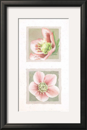 Helebores I by Laurence David Pricing Limited Edition Print image