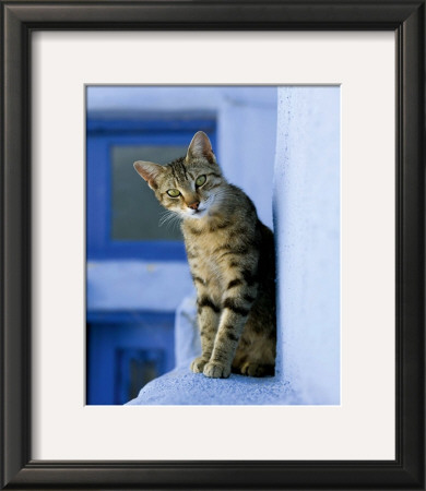 Greek Cat by Hubert & Klein Pricing Limited Edition Print image