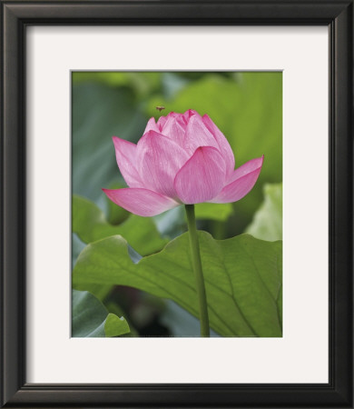 Pink Lotus by B. Tanaka Pricing Limited Edition Print image