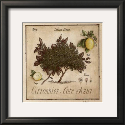 Citronnier, Cote D'azur by Vincent Perriol Pricing Limited Edition Print image