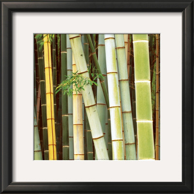 Bamboos Forest, Sagano, Kyoto, Japan by Rob Tilley Pricing Limited Edition Print image