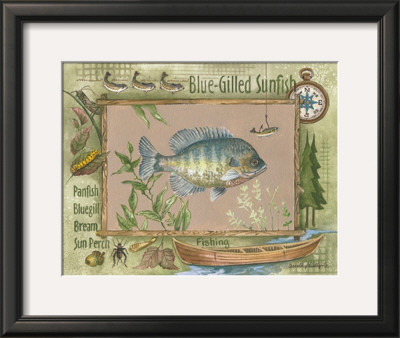 Blue-Gilled Sunfish by Anita Phillips Pricing Limited Edition Print image