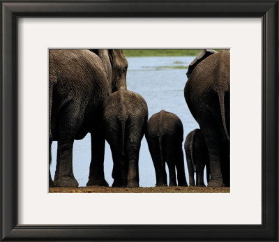 Elephants by Philippe Bourseiller Pricing Limited Edition Print image