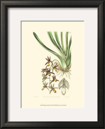 Elegant Orchid Ii by Sydenham Teast Edwards Pricing Limited Edition Print image