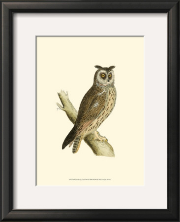Long Eared Owl by Reverend Francis O. Morris Pricing Limited Edition Print image