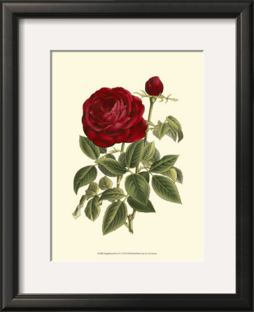Magnificent Rose Iv by Ludwig Van Houtte Pricing Limited Edition Print image