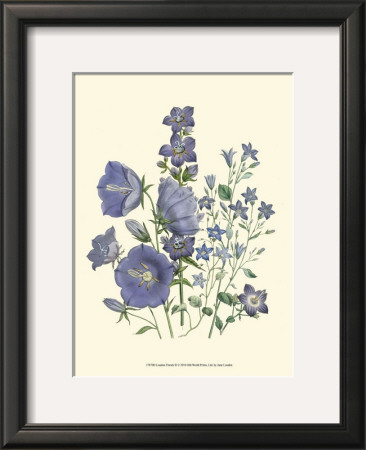 Loudon Florals Ii by Jane Loudon Pricing Limited Edition Print image