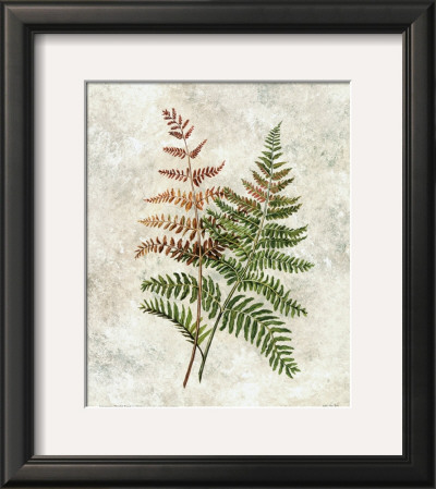 Japanese Shield Fern by Waltrand Von Schwarzbek Pricing Limited Edition Print image