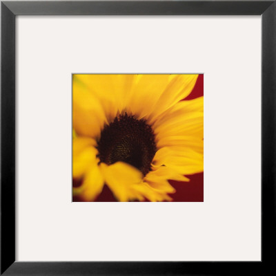 Sunflower On Red by Jane Ann Butler Pricing Limited Edition Print image