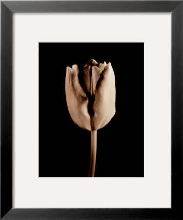 Tulip by Alan Majchrowicz Pricing Limited Edition Print image