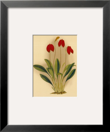Classic Orchids Ii by Tara Wilde Pricing Limited Edition Print image