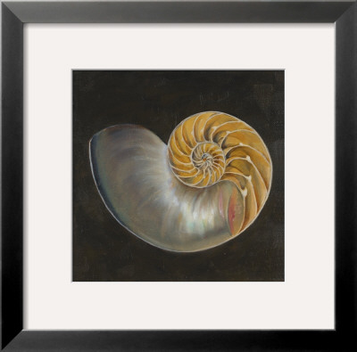 Seashell Iii by Patricia Quintero-Pinto Pricing Limited Edition Print image
