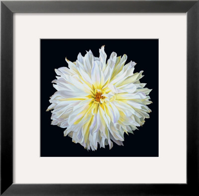White Dahlia by Linda Mcvay Pricing Limited Edition Print image