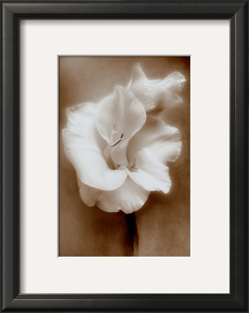 Gladiolus by Christine Zalewski Pricing Limited Edition Print image