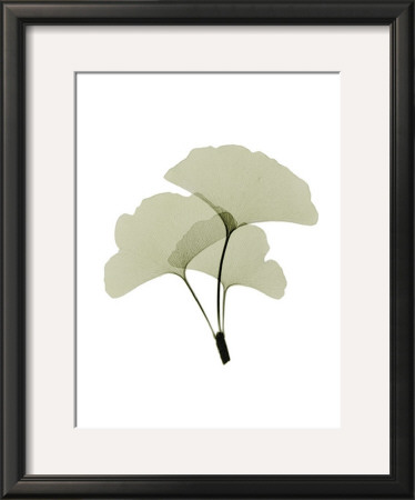 Ginko I by Acee Pricing Limited Edition Print image