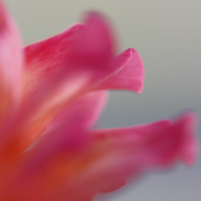 Petal Closeup Iii by Nicole Katano Pricing Limited Edition Print image