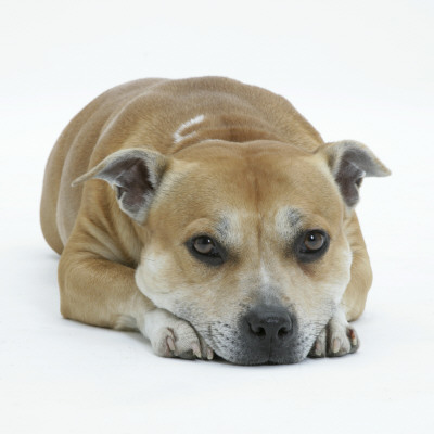 Staffordshire Bull Terrier Bitch Lying Down With Chin On Floor by Jane Burton Pricing Limited Edition Print image